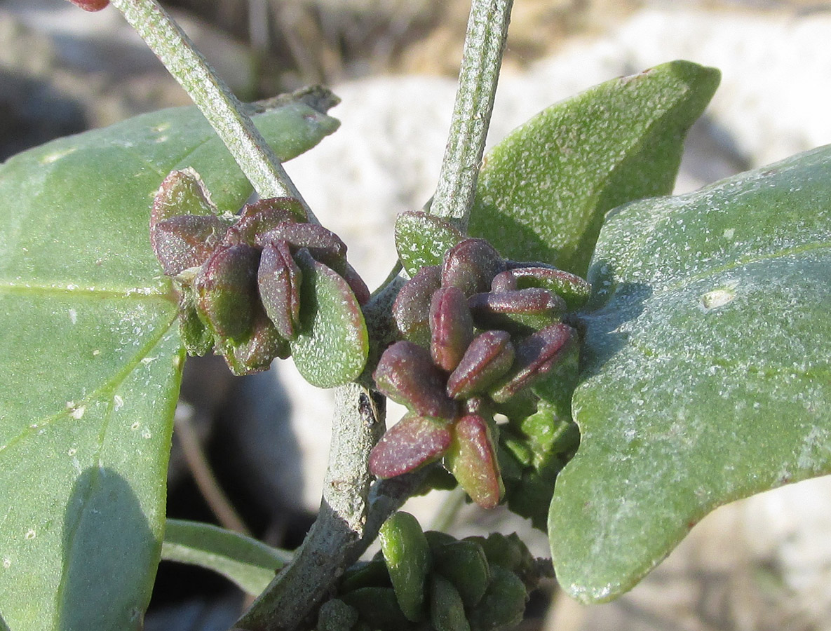 Image of Atriplex prostrata specimen.