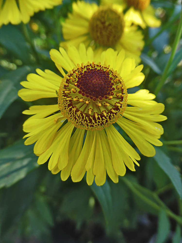 Image of Helenium autumnale specimen.