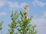 genus Salix