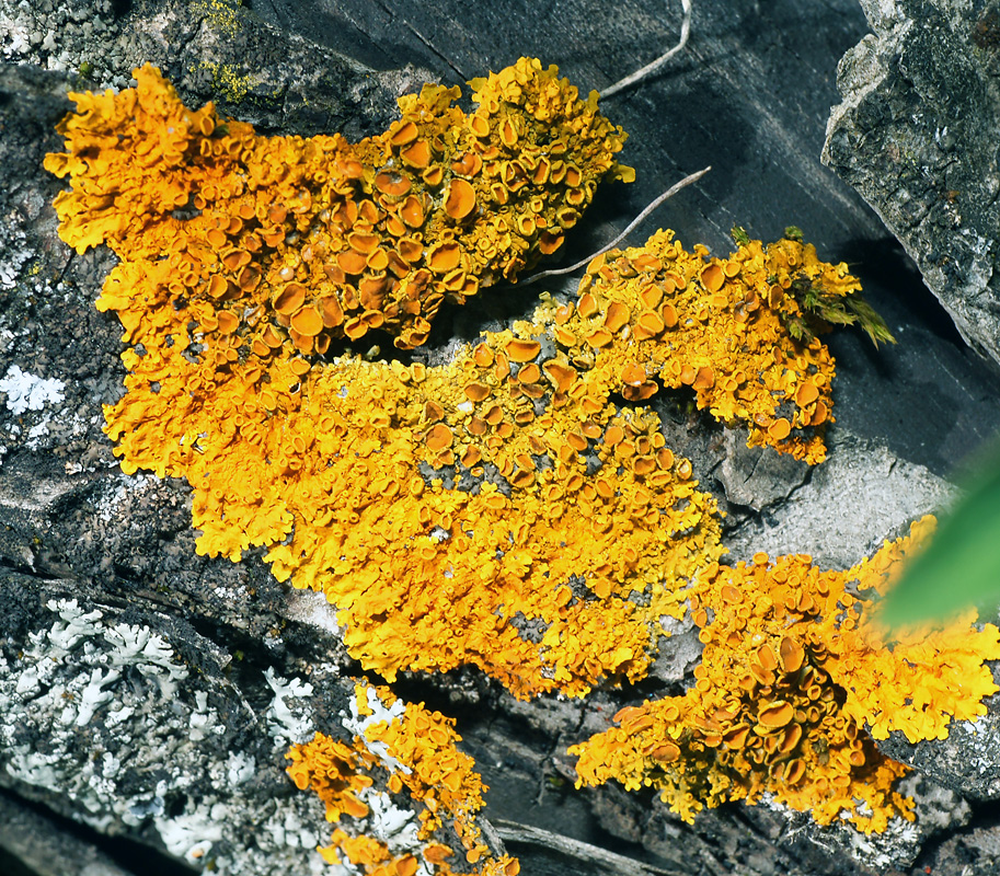 Image of Xanthoria parietina specimen.