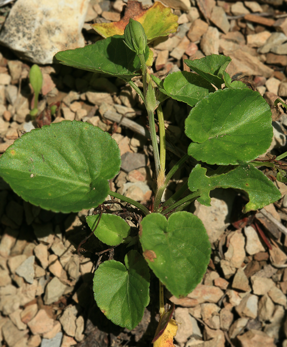 Изображение особи Viola sacchalinensis.