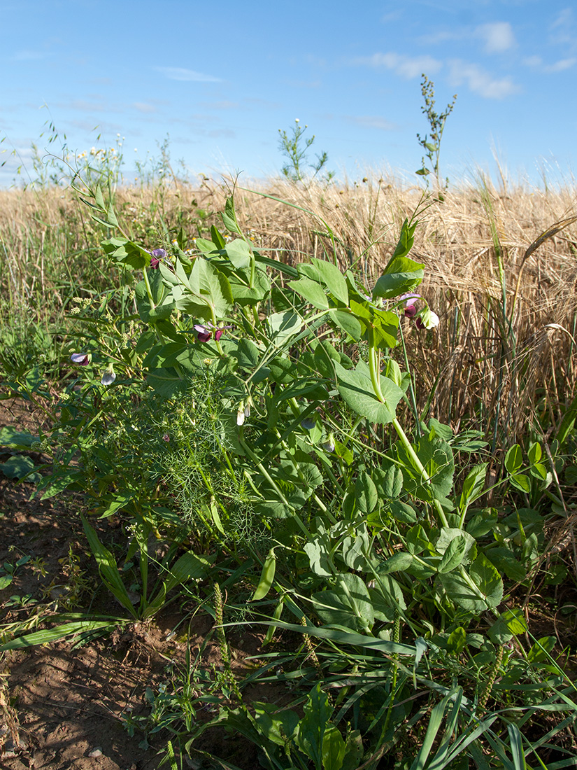 Изображение особи Pisum sativum.