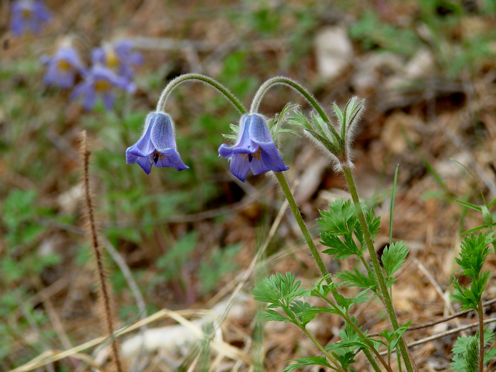 Изображение особи Pulsatilla regeliana.