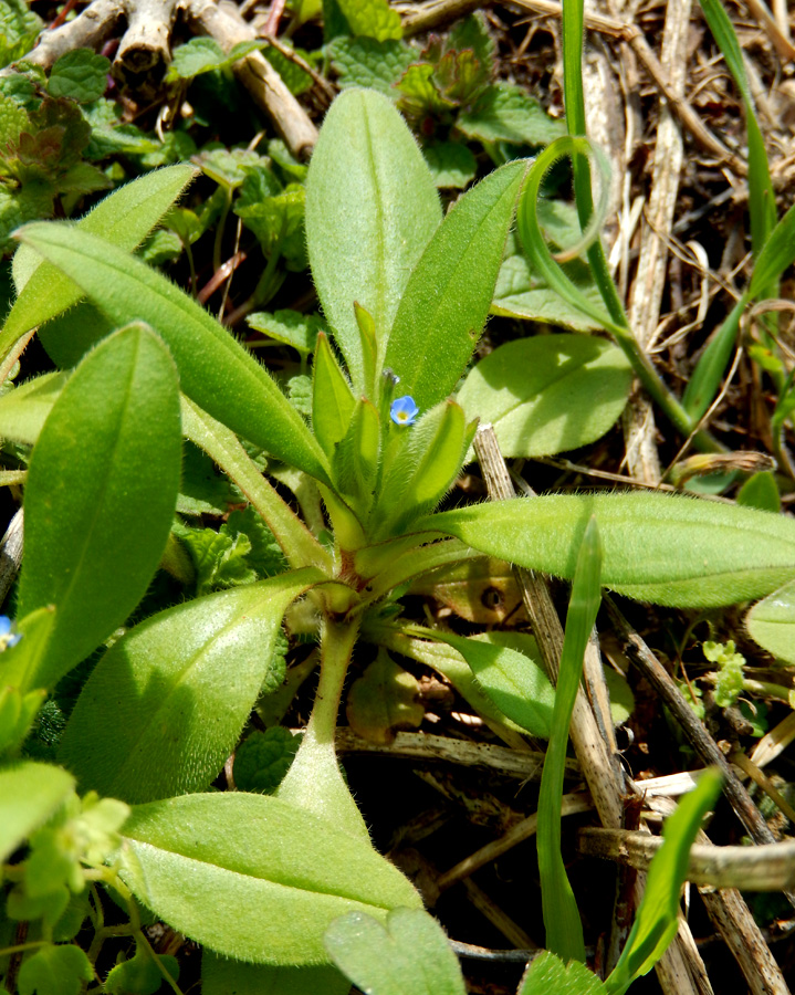 Изображение особи Myosotis sparsiflora.