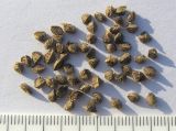 Image of taxon representative. Author is Сергей Банкетов