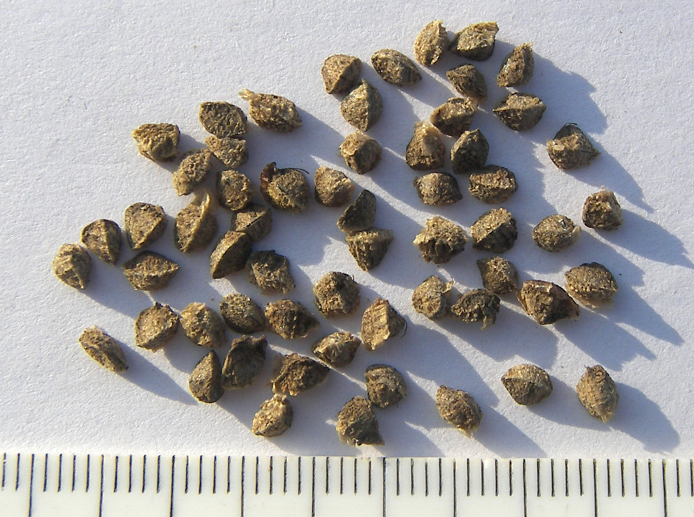 Image of Eremurus olgae specimen.