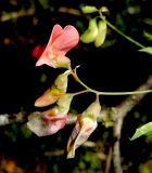 View full-size image Lathyrus miniatus