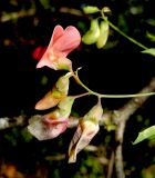 Lathyrus miniatus