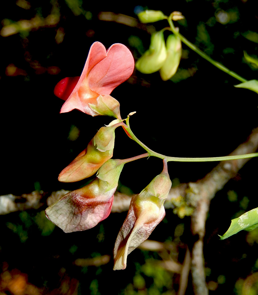 Изображение особи Lathyrus miniatus.