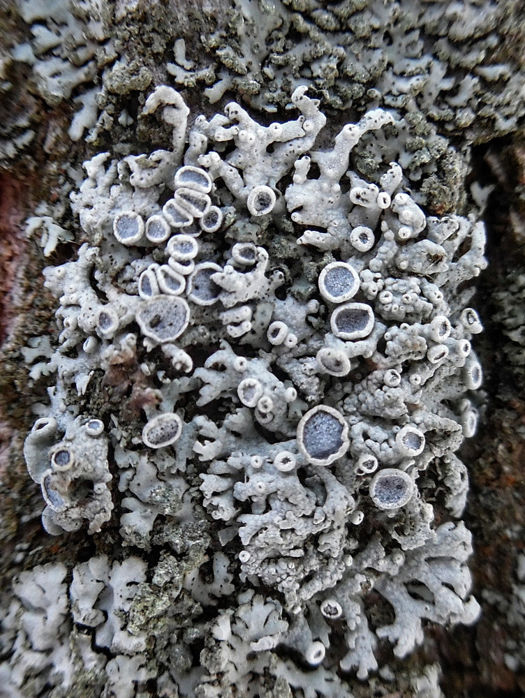 Image of Physcia stellaris specimen.