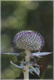 Cirsium euxinum