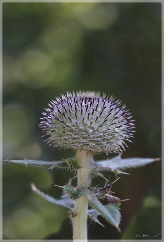 Image of Cirsium euxinum specimen.