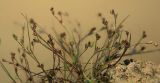 Juncus bufonius