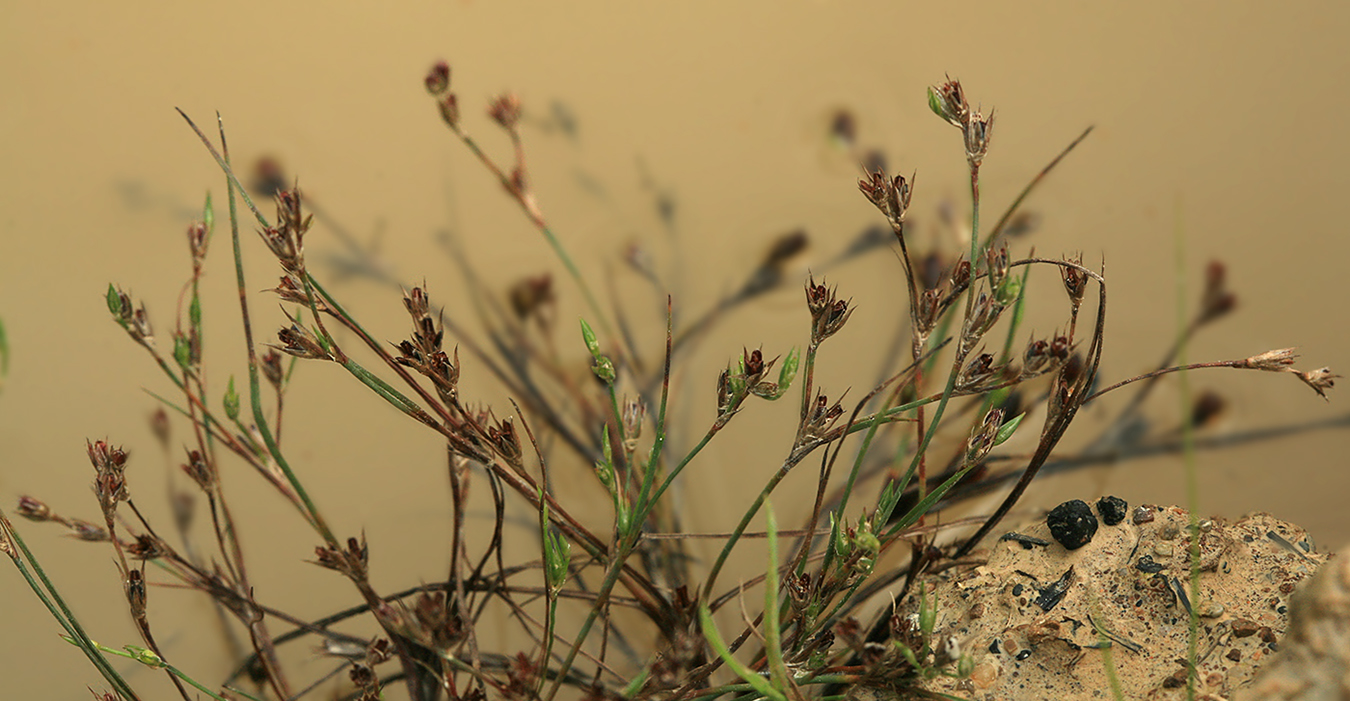 Изображение особи Juncus bufonius.