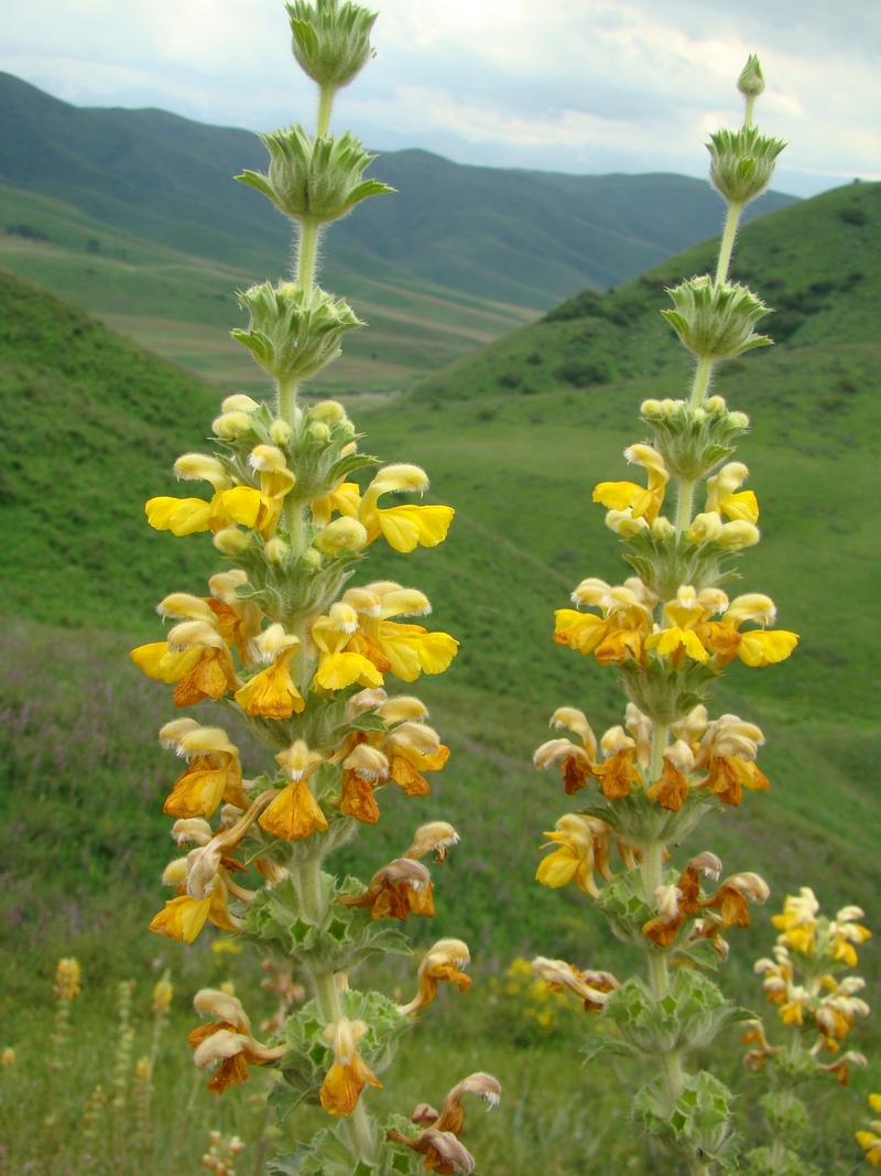 Изображение особи Phlomoides goloskokovii.