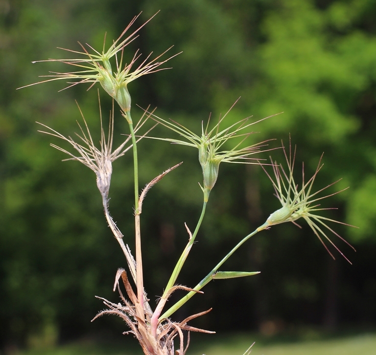 Изображение особи Aegilops geniculata.