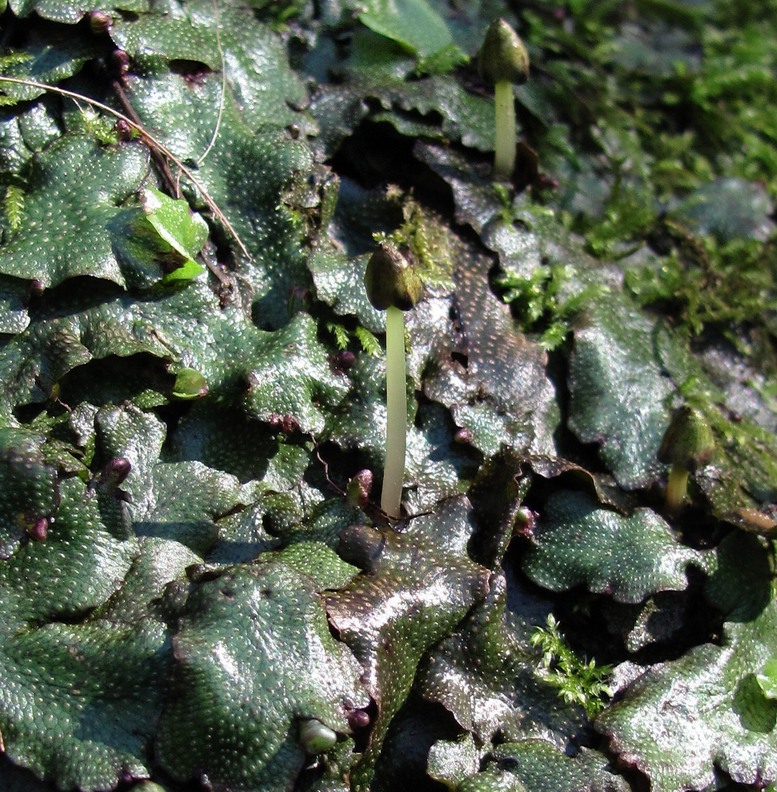 Image of Conocephalum conicum specimen.