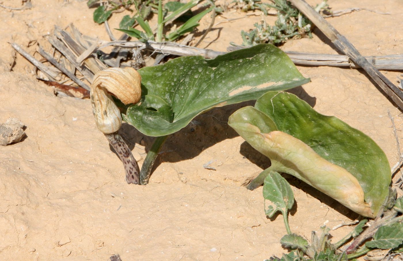 Изображение особи Arisarum vulgare.