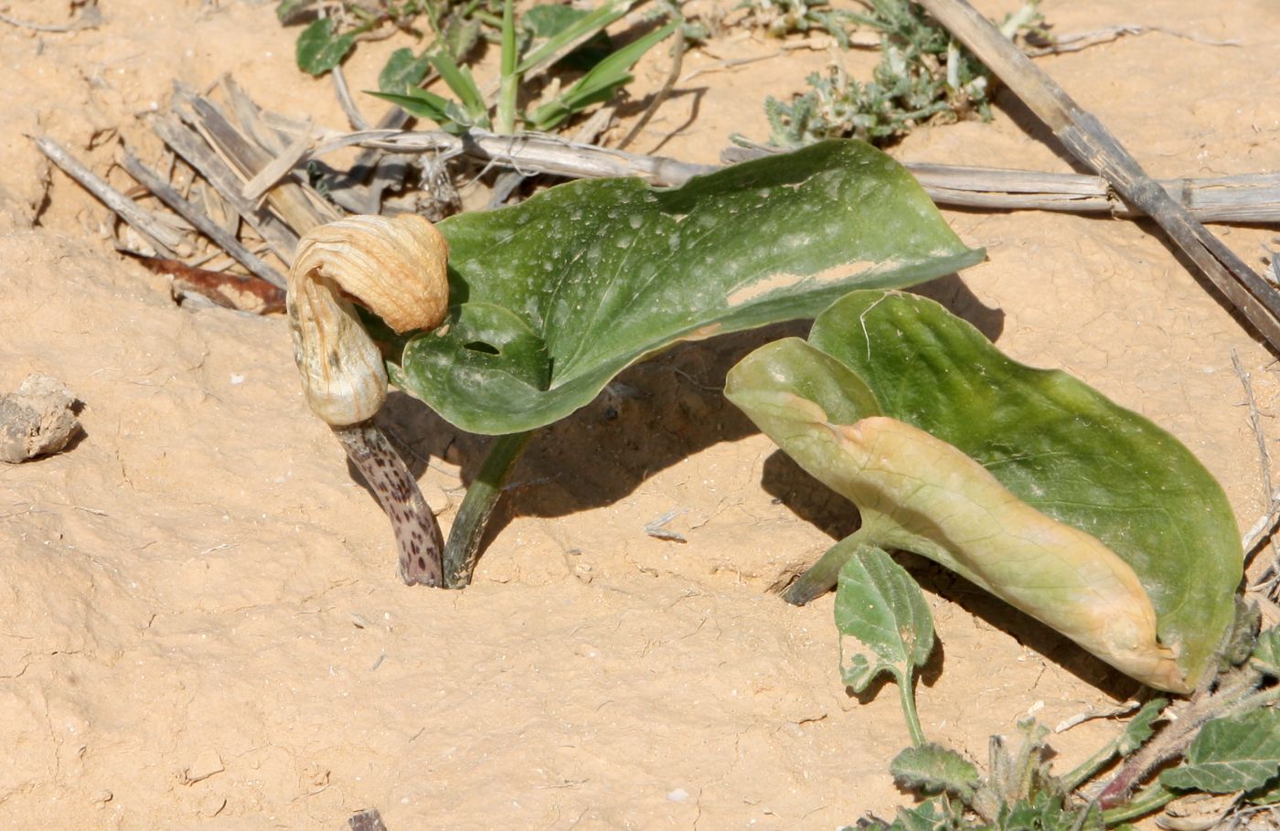 Image of Arisarum vulgare specimen.