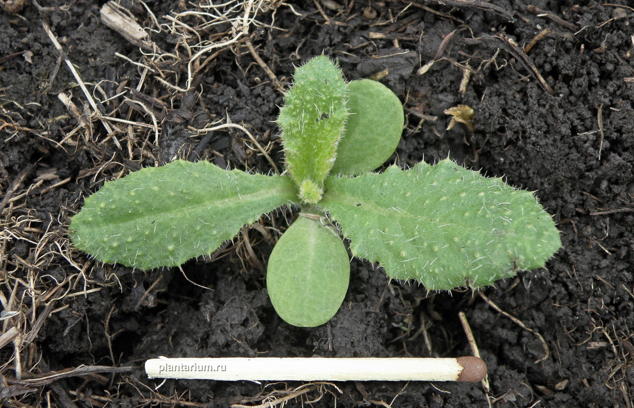 Изображение особи Cirsium vulgare.