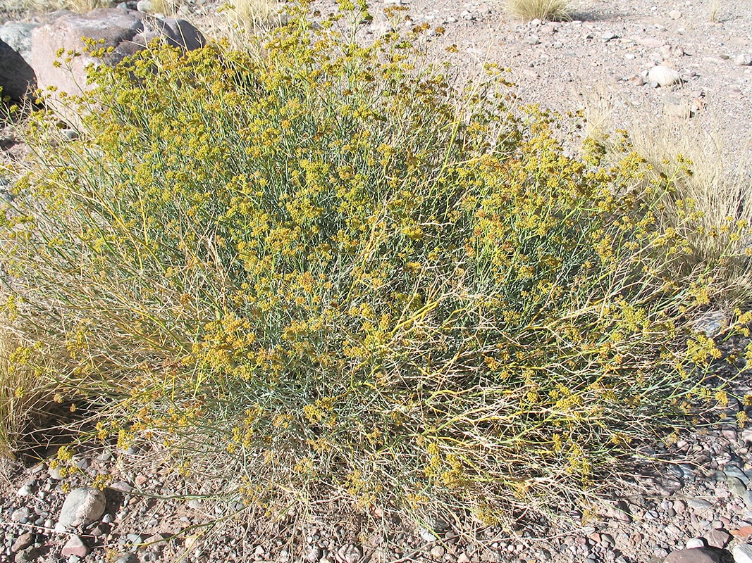 Image of Gymnophyton polycephalum specimen.