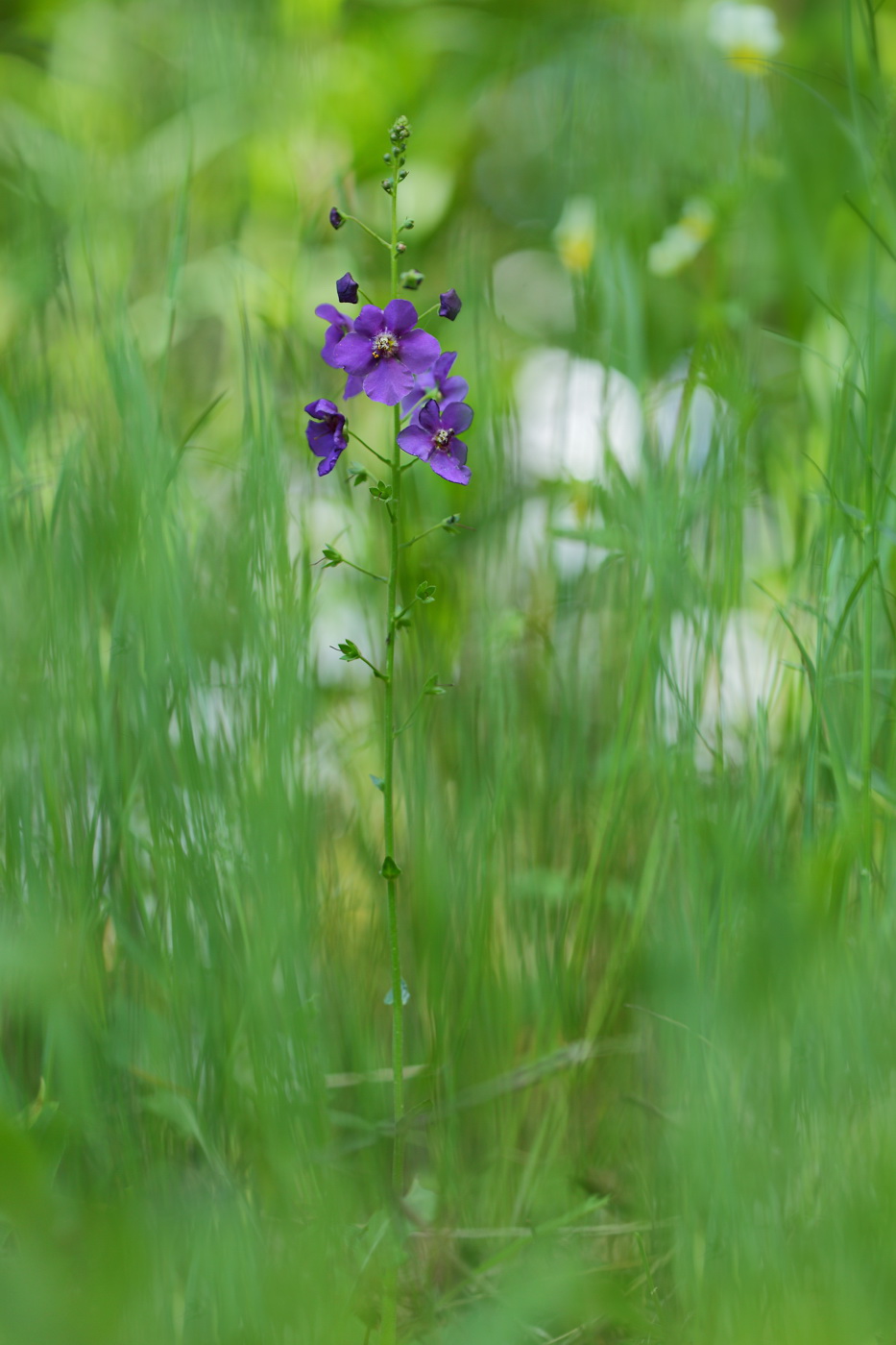 Изображение особи Verbascum phoeniceum.