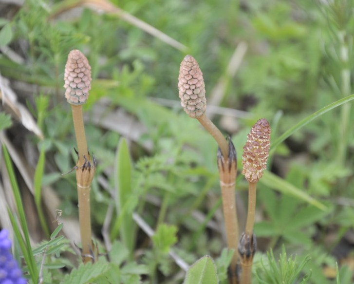 Изображение особи Equisetum arvense.