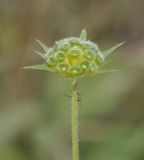 Image of taxon representative. Author is Роланд Цандекидис