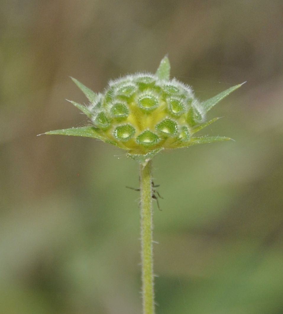 Image of Knautia integrifolia specimen.