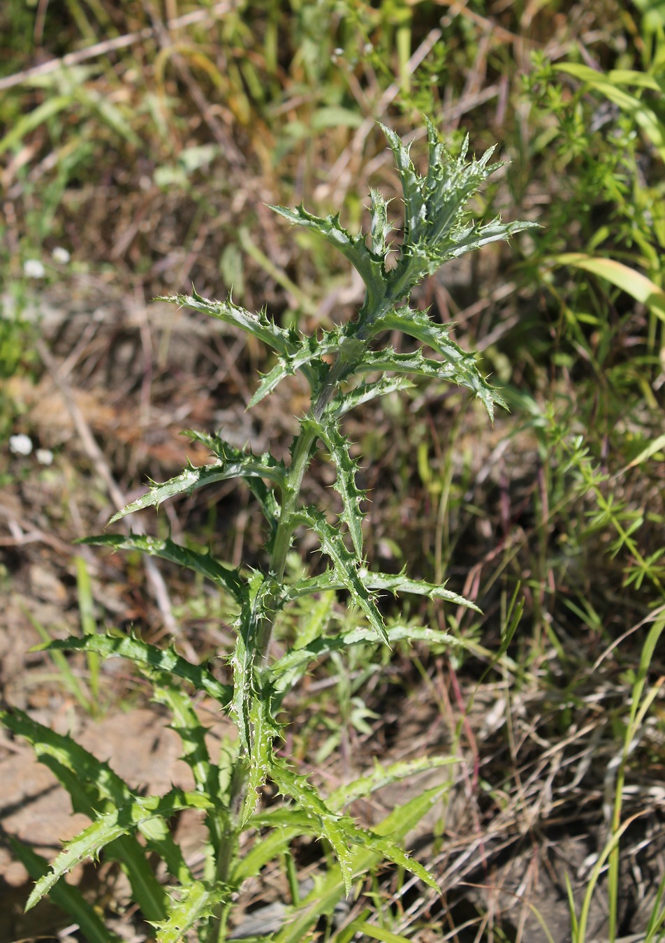 Image of Carlina biebersteinii specimen.