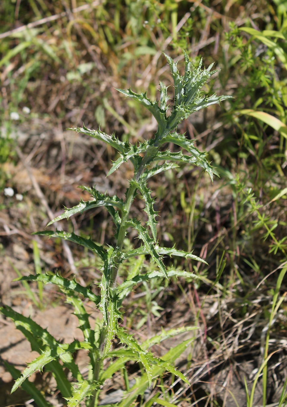 Изображение особи Carlina biebersteinii.