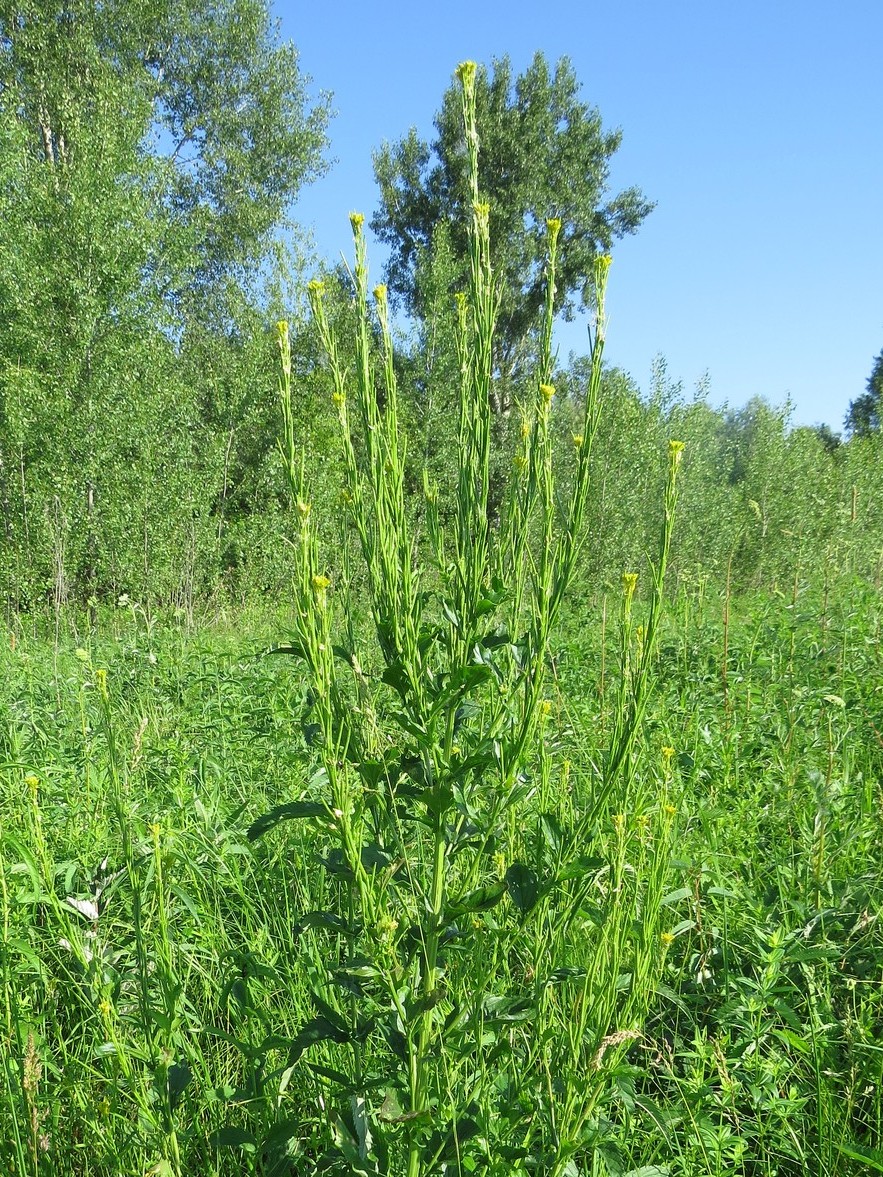 Image of Barbarea stricta specimen.