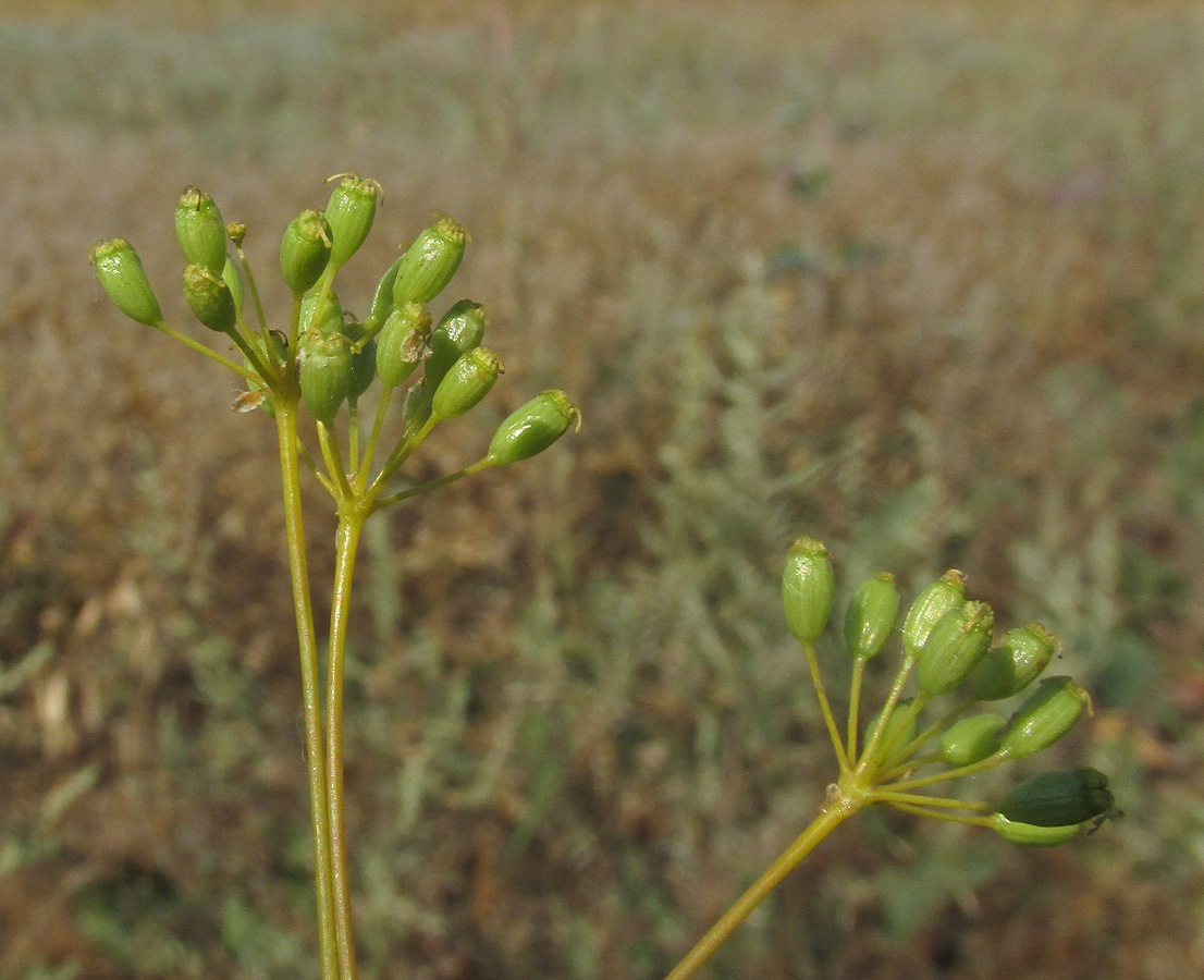 Изображение особи Ferula caspica.