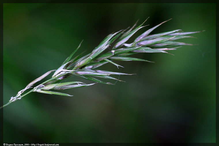 Изображение особи Anthoxanthum odoratum.