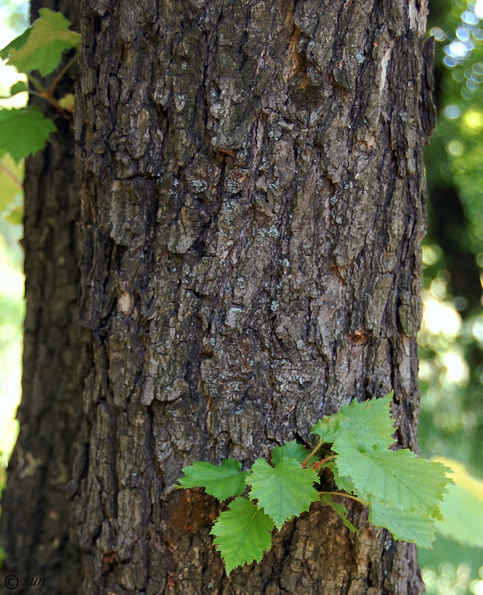 Изображение особи Corylus colurna.