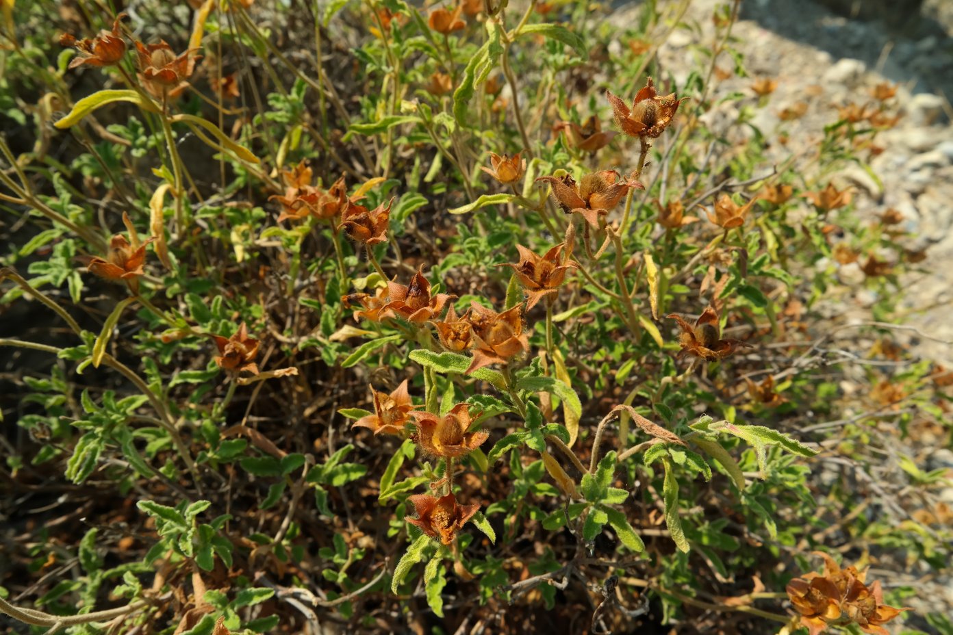 Image of Cistus tauricus specimen.