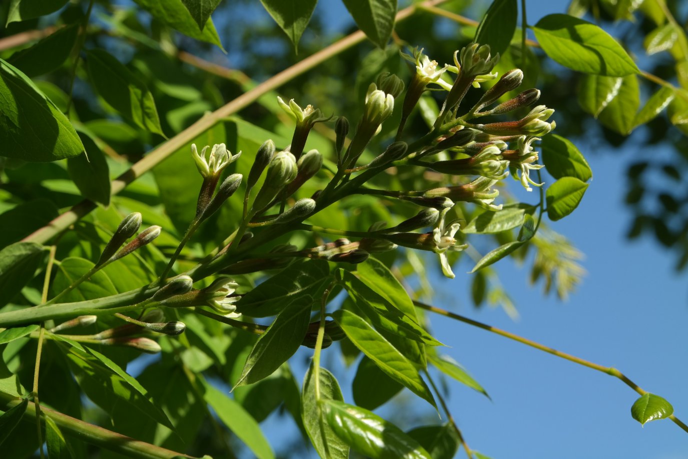 Изображение особи Gymnocladus dioicus.