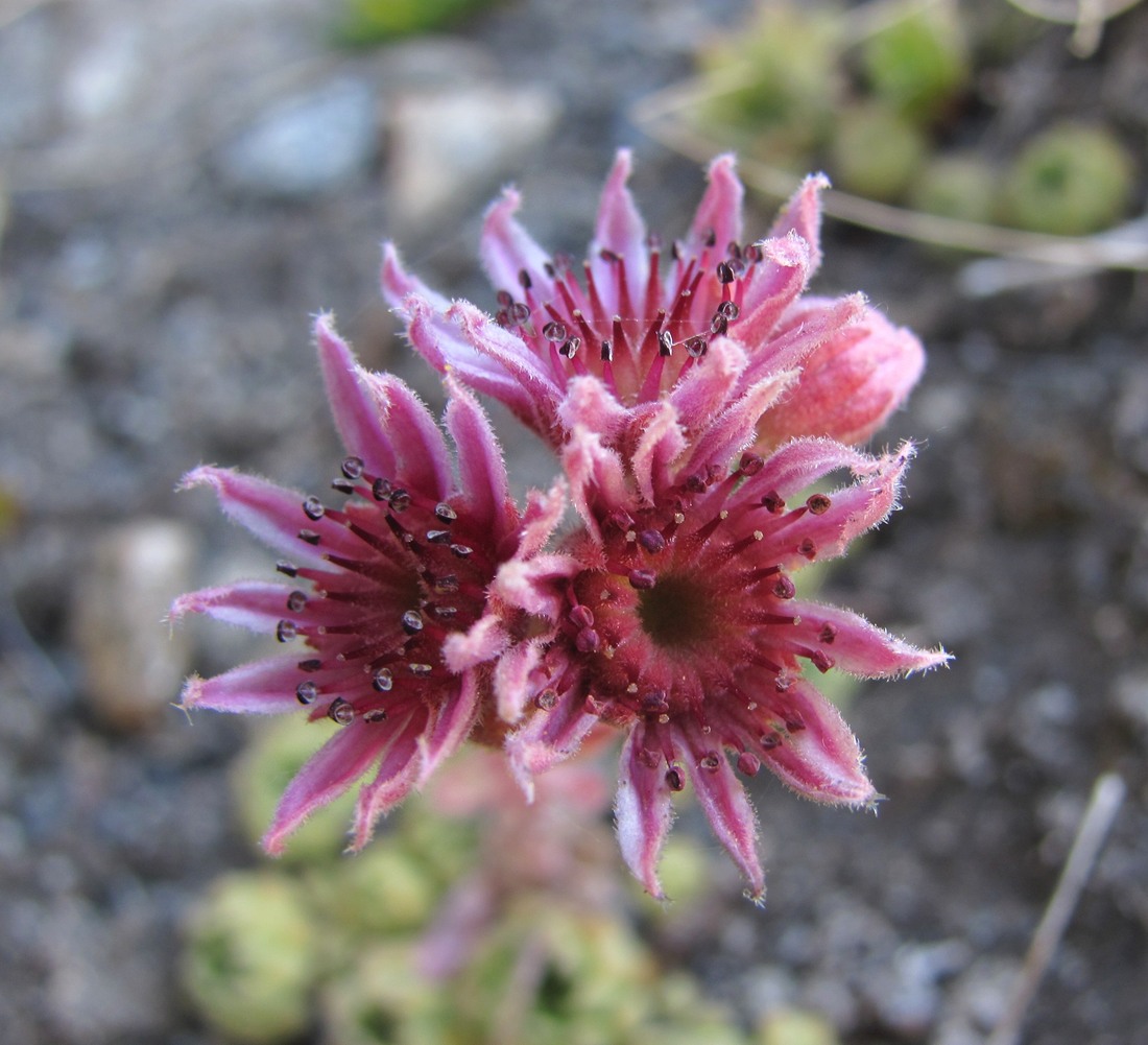 Image of Sempervivum ingwersenii specimen.