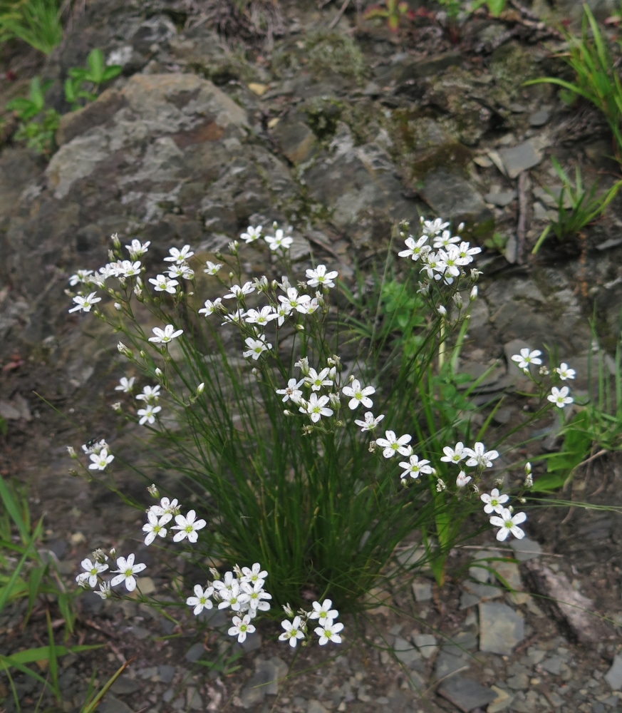 Изображение особи Eremogone juncea.