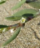 Polygonum maritimum. Часть побега с цветком. Крым, пересыпь оз. Донузлав, приморские пески. 27 августа 2017 г.