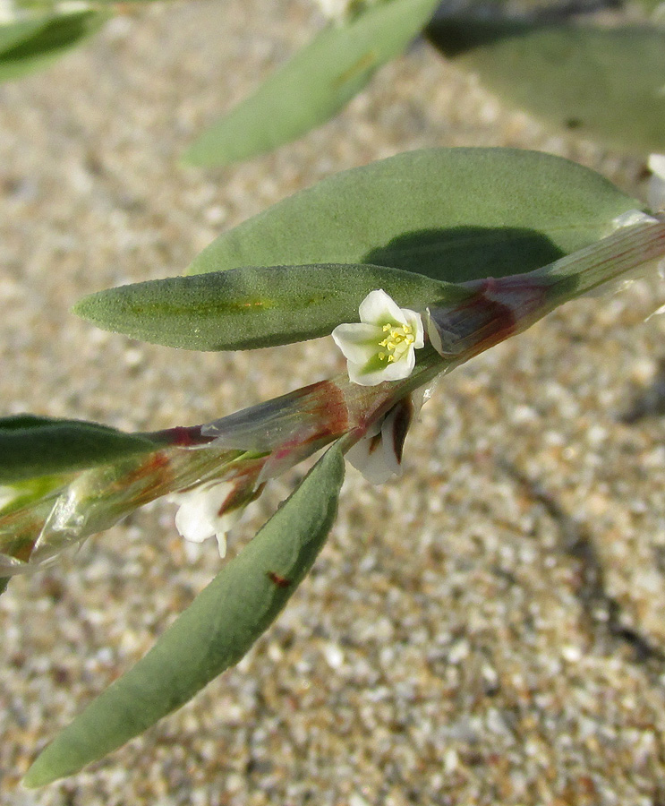 Изображение особи Polygonum maritimum.