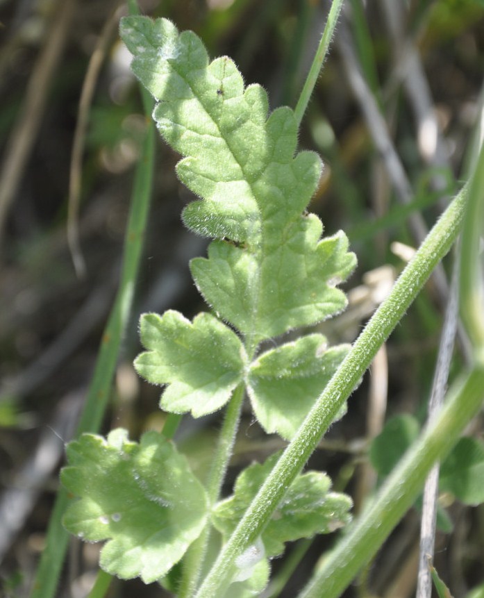 Image of Tordylium officinale specimen.