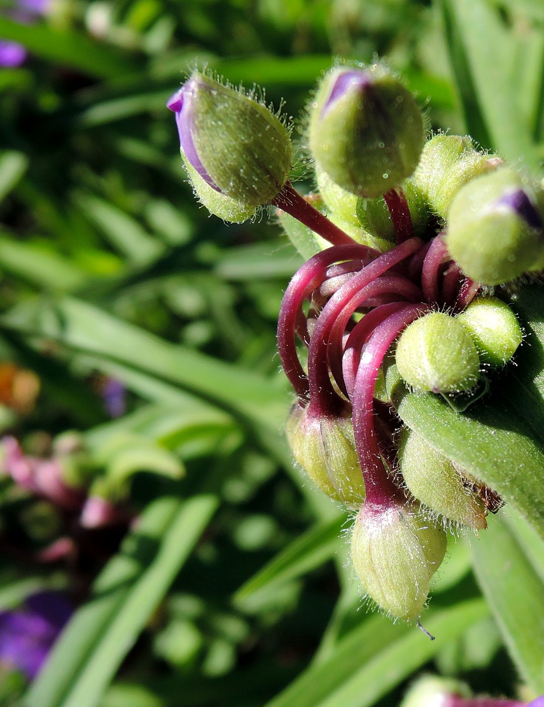 Изображение особи Tradescantia virginiana.