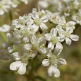 Astrodaucus littoralis