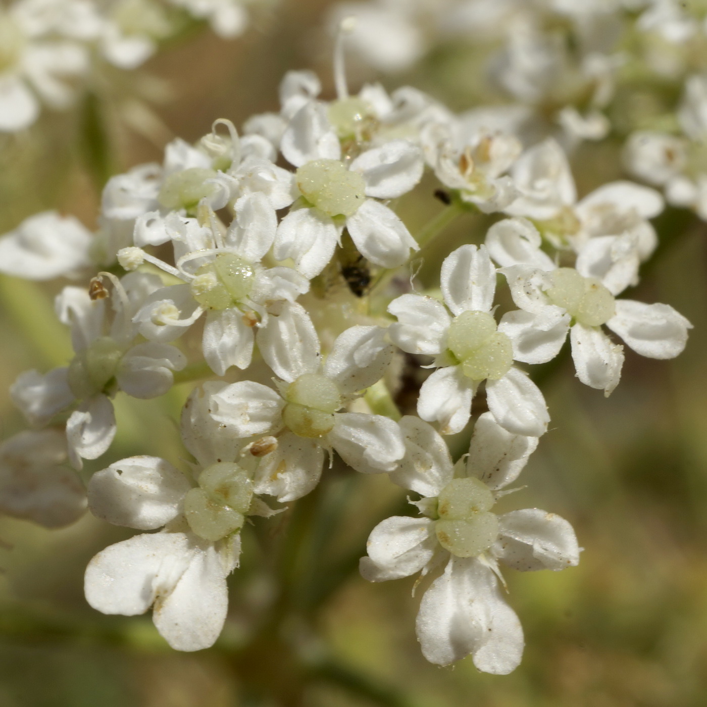 Image of Astrodaucus littoralis specimen.