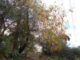 Albizia lebbeck