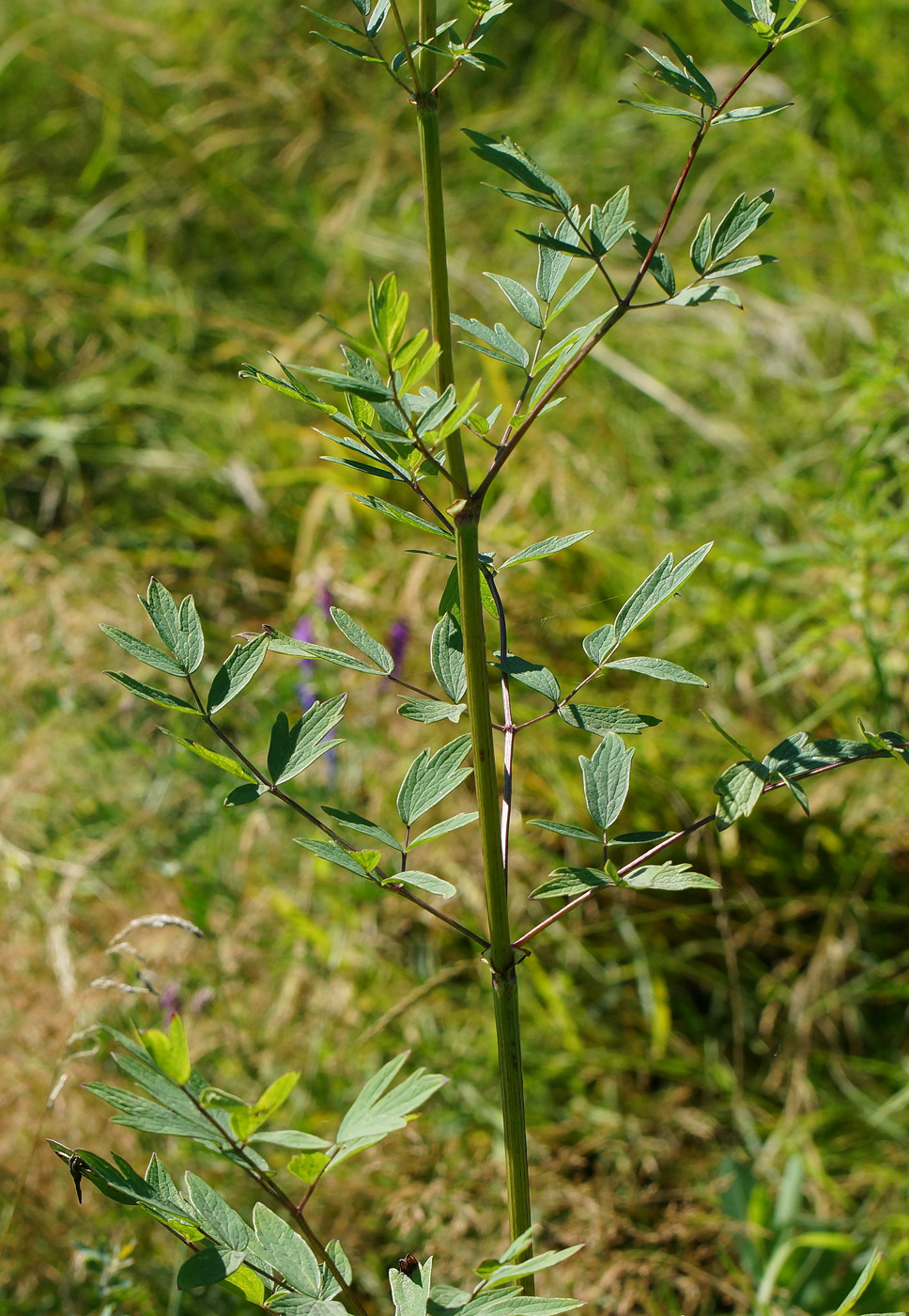 Изображение особи Thalictrum flavum.