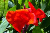 Canna indica