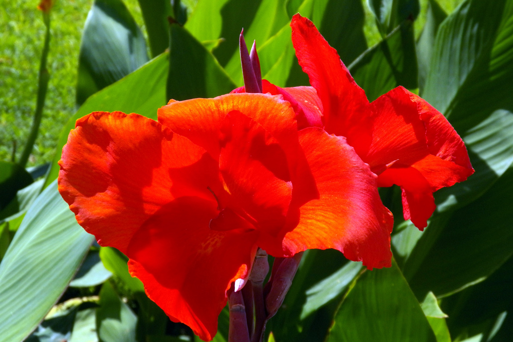 Image of Canna indica specimen.