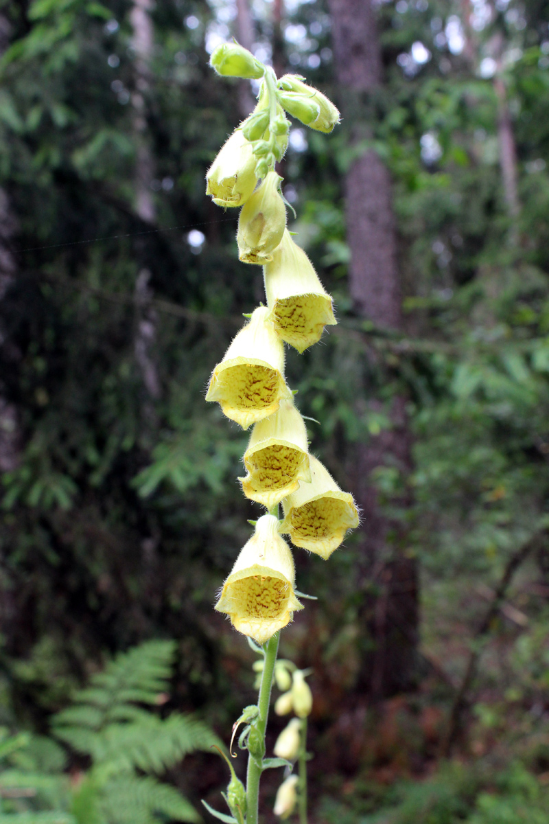 Image of Digitalis grandiflora specimen.